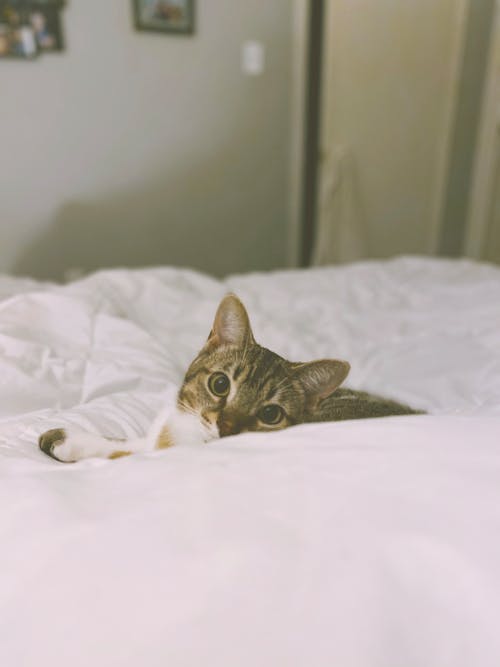 Photograph of a Tabby Cat on a White Bed