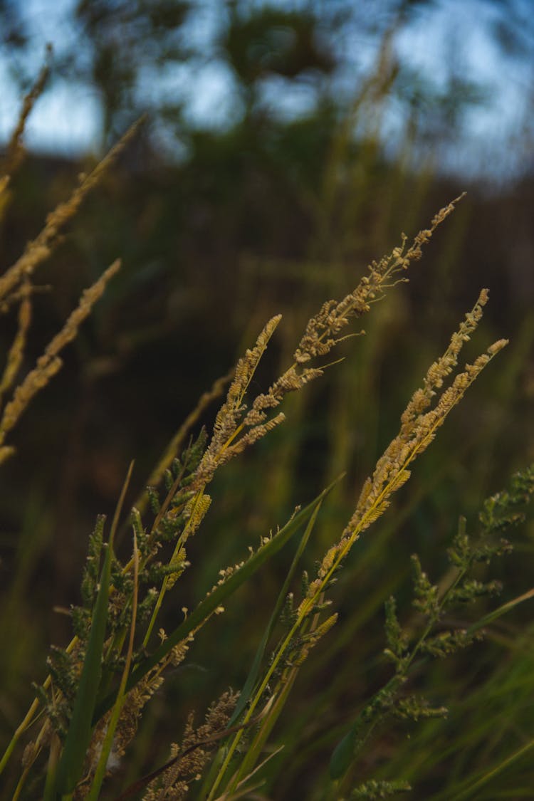 Close-up Of Wild Grass