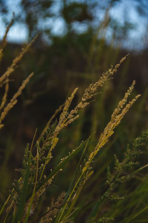Free Intimate view of wild grass swaying gently outdoors, with a natural backdrop. Stock Photo