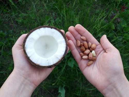 Close-Up Shot of a Person Holding Peanuts and a Coconut