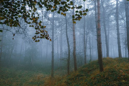 무료 경치, 나무 몸통, 숲의 무료 스톡 사진