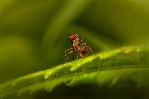 Macro Shot of a Mosquito on a Green Leaf