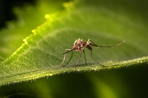 A Mosquito on Green Leaf In Macro Photography