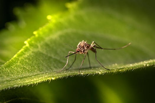 Close-up macro photography of a mosquito perched on a green leaf, showcasing intricate details.