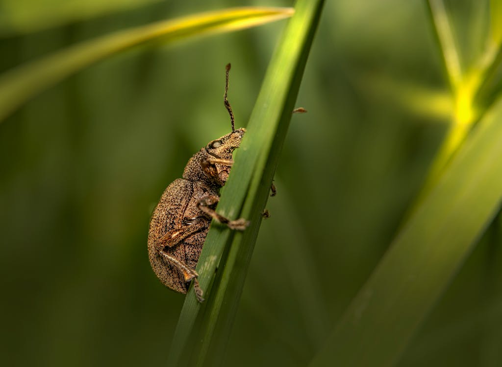 Foto stok gratis beetle, daun hijau, fotografi serangga