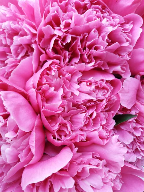 Close-Up Shot of Pink Peonies in Bloom