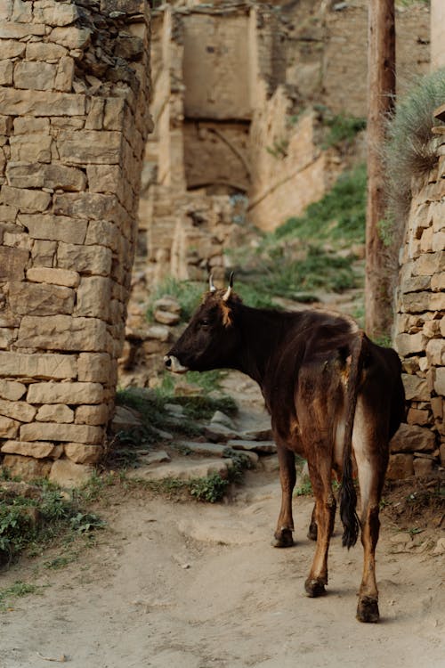 Photograph of a Brown Calf