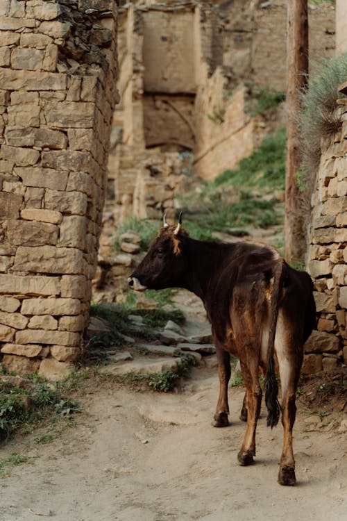 Immagine gratuita di animale della fattoria, bestiame, mucca