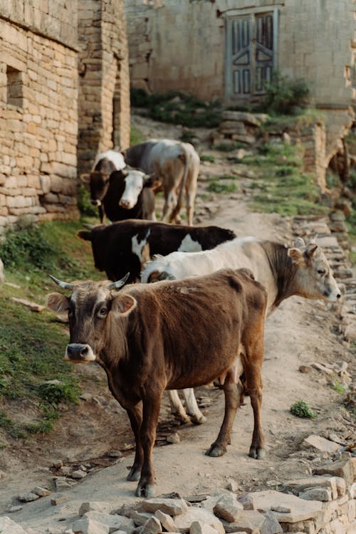 Foto d'estoc gratuïta de animals, bestiar, domesticat