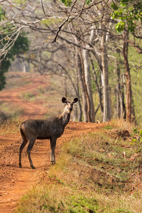 A Brown Deer on a Grassy Field