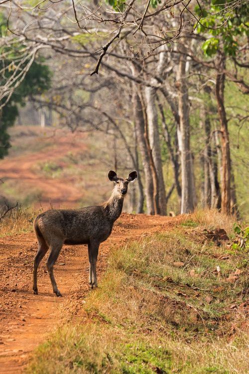 Free A Sambar deer stands alert on a forest trail in Chandrapur, India, showcasing wildlife in its natural habitat. Stock Photo