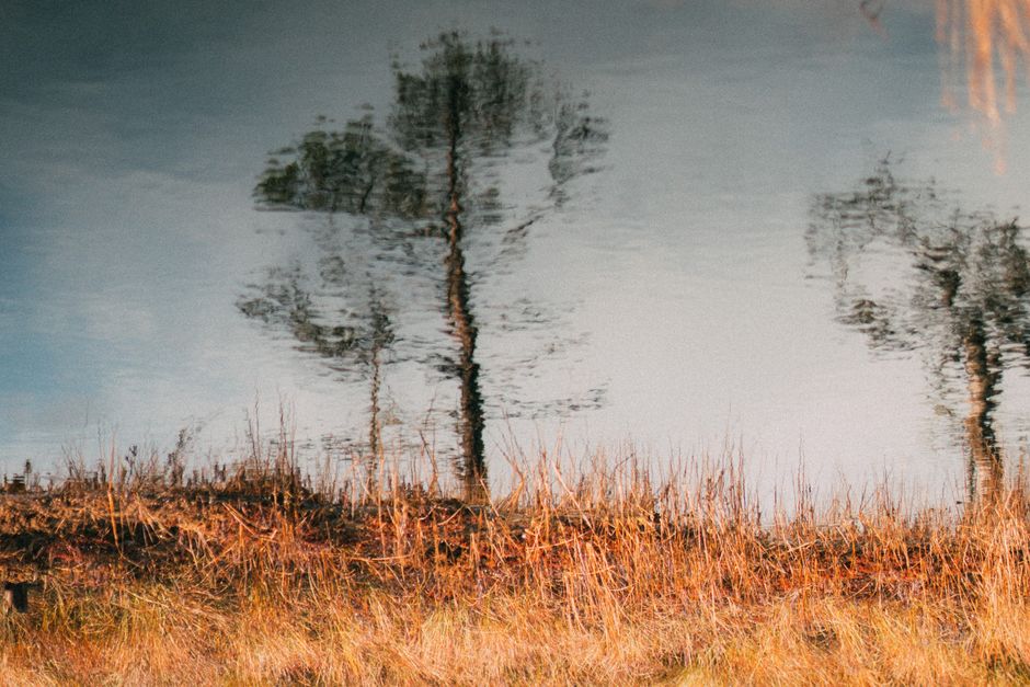 Artistic reflection of trees on a tranquil lake capturing autumn colors.