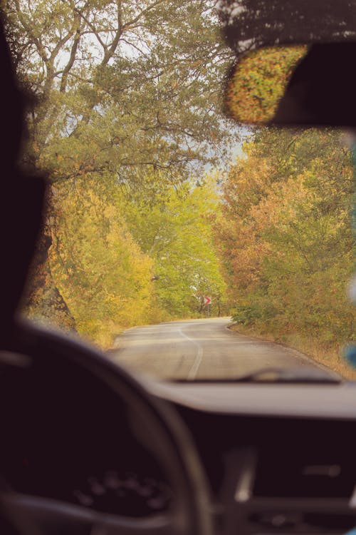 Green and Yellow Trees Beside Road