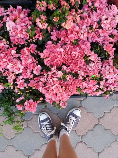 Free Top view of pink garden flowers with casual sneakers on a paved path. Stock Photo