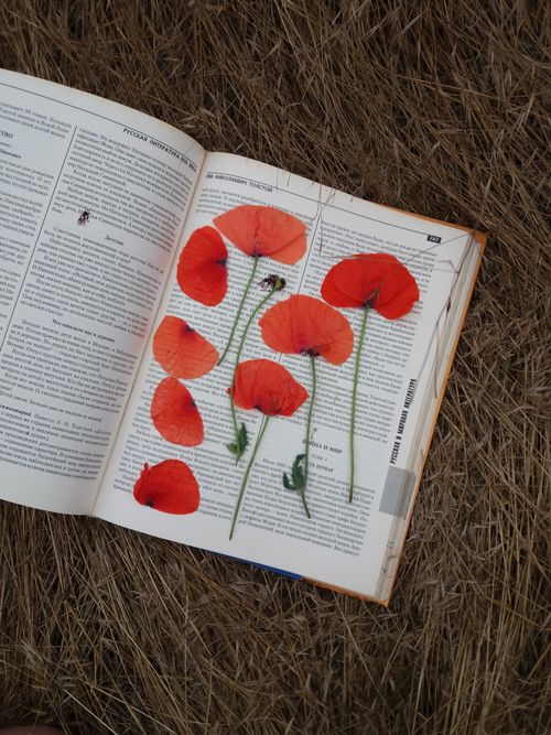 Free A book lies open with vibrant red poppy flowers on dried grass, creating a delicate scene. Stock Photo
