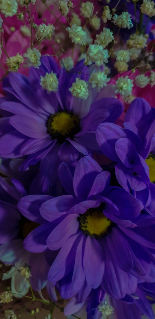 Free Close-Up Shot of Purple Flowers in Bloom Stock Photo