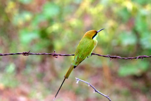 Free Close-Up Shot of an Asian Green Bee-Eater Perched on a Metal Fence Stock Photo
