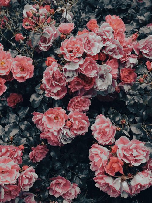 Free A stunning close-up of vibrant pink roses in full bloom, showcasing the beauty of nature. Stock Photo