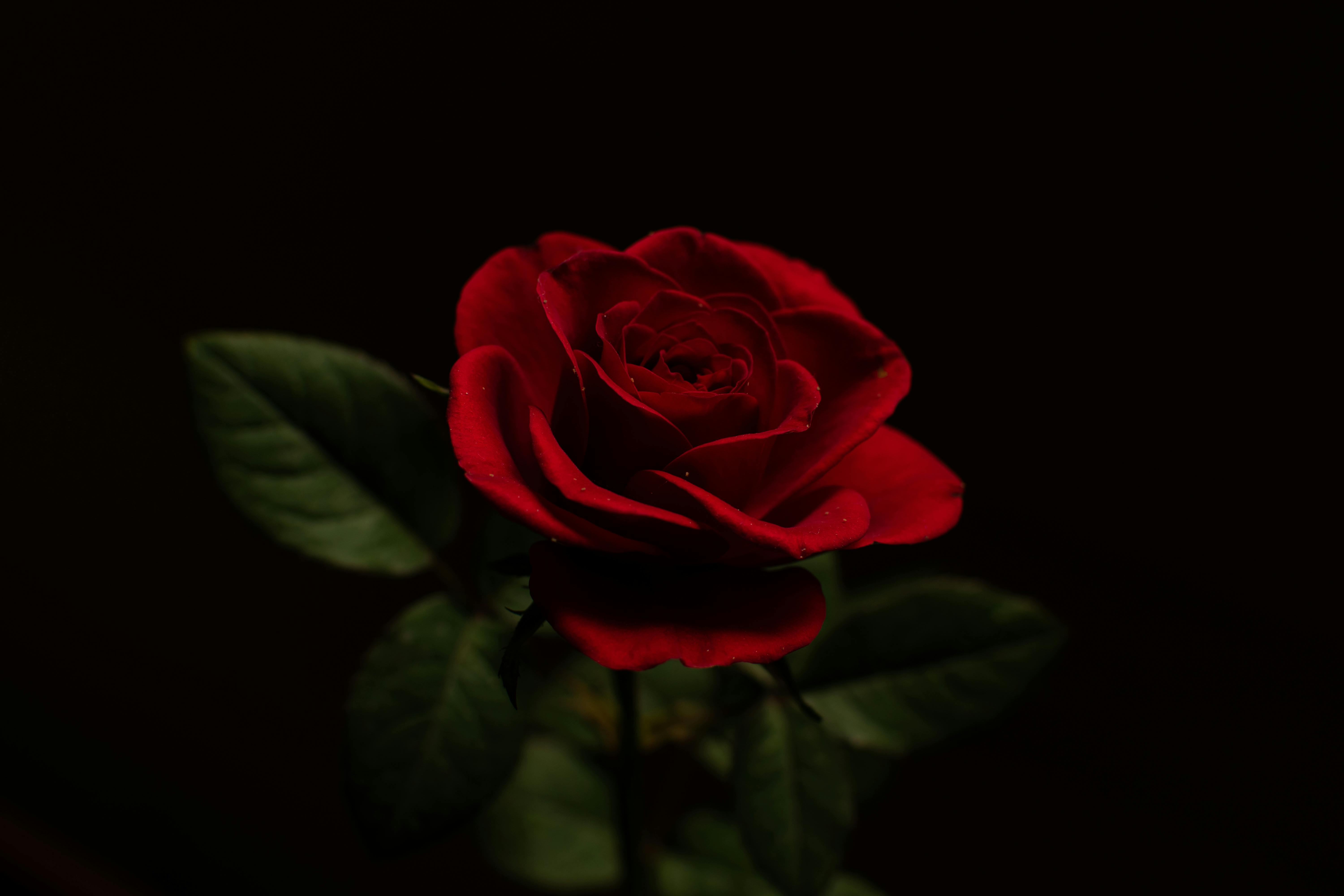 Aesthetic Black and Red Rose Wallpapers  Top Free Aesthetic Black and Red  Rose Backgrounds  WallpaperAccess