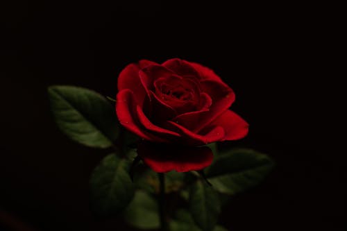 Photograph of a Red Rose with a Black Background
