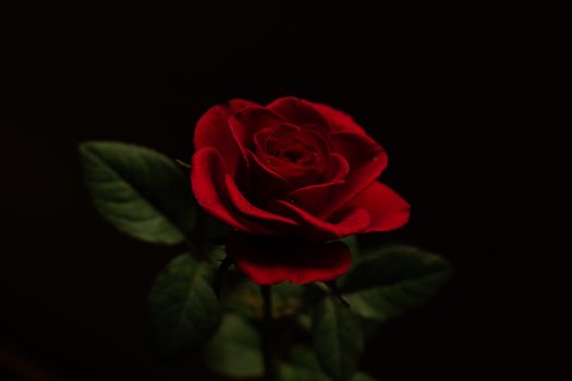 Striking close-up of a red rose with vivid petals against a dark backdrop, perfect for a floral theme.