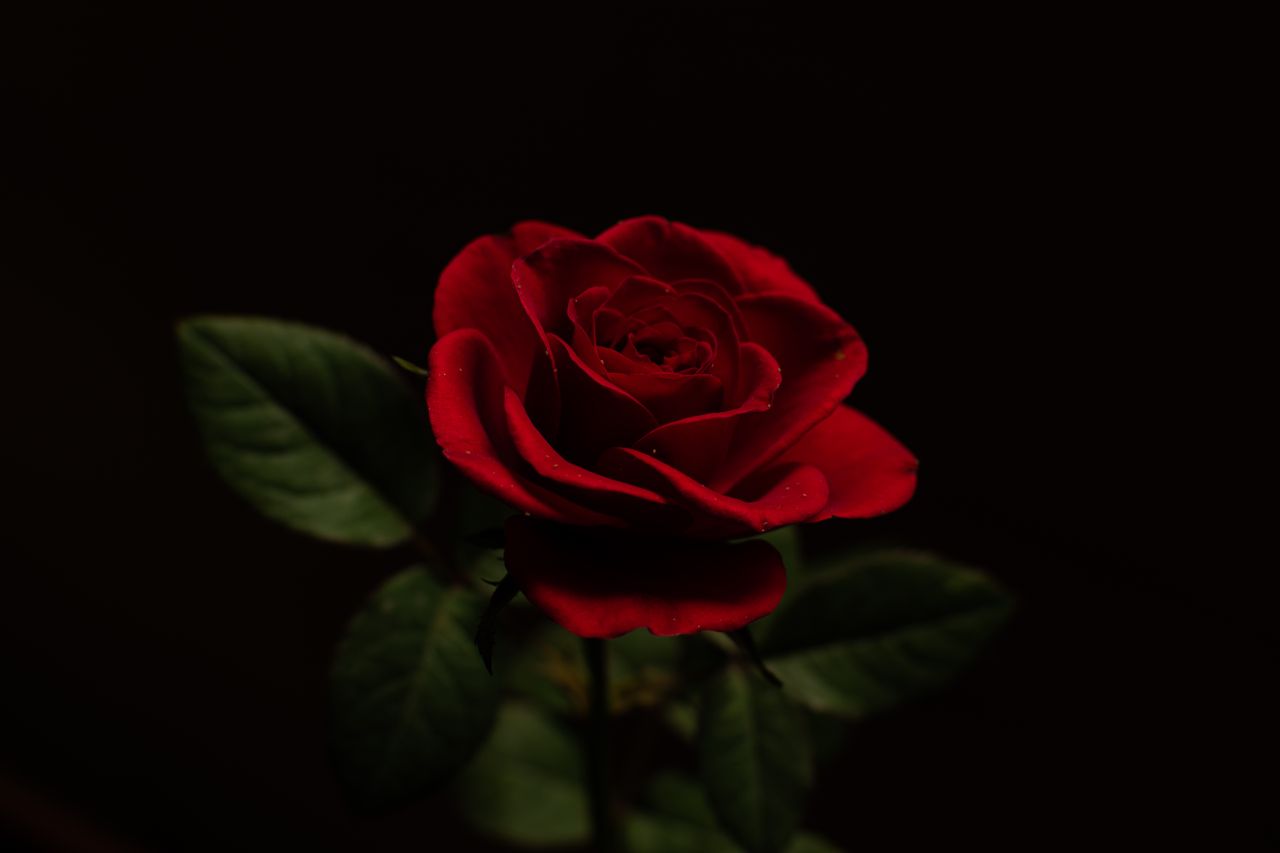 striking close up of a red rose with vivid petals against a dark backd