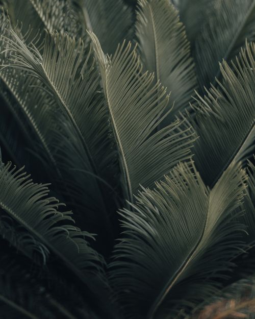Free Detailed close-up of palm leaves showcasing intricate patterns and textures in natural light. Stock Photo