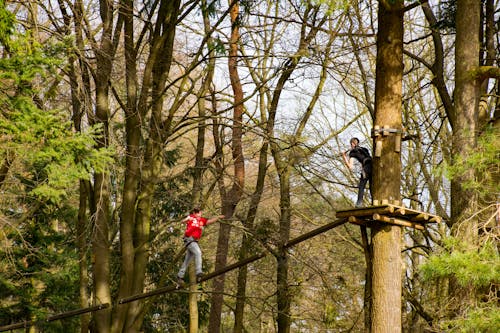 Kostenloses Stock Foto zu bäume, bergsteiger, klettern