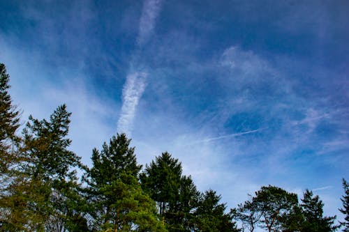 Photos gratuites de arbres, ciel bleu, ciel clair