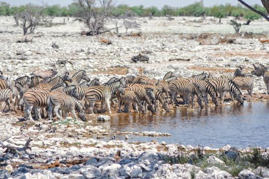 Etosha waterhole game drives — Namibia