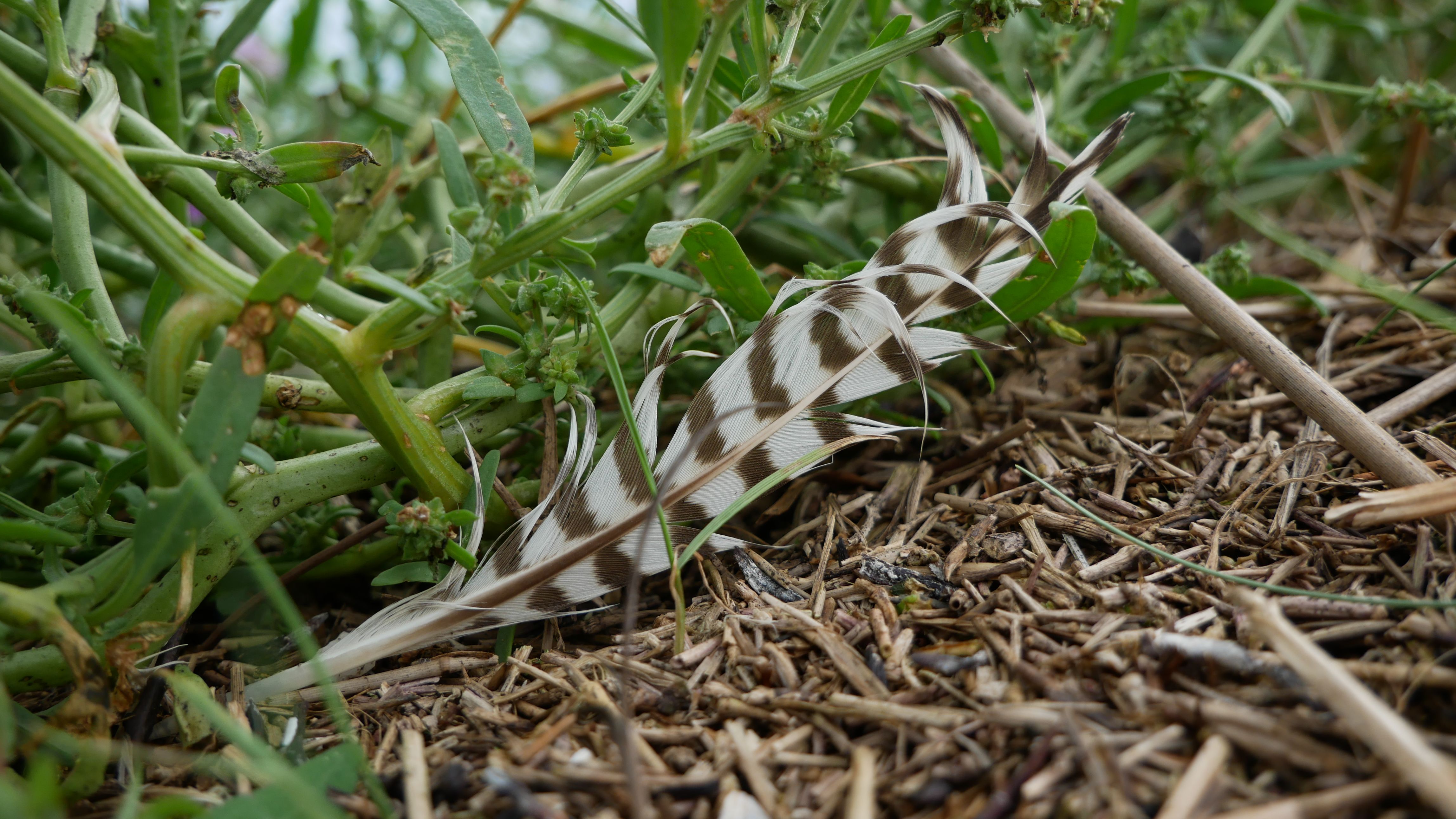 Close up of a Feather on the Ground · Free Stock Photo