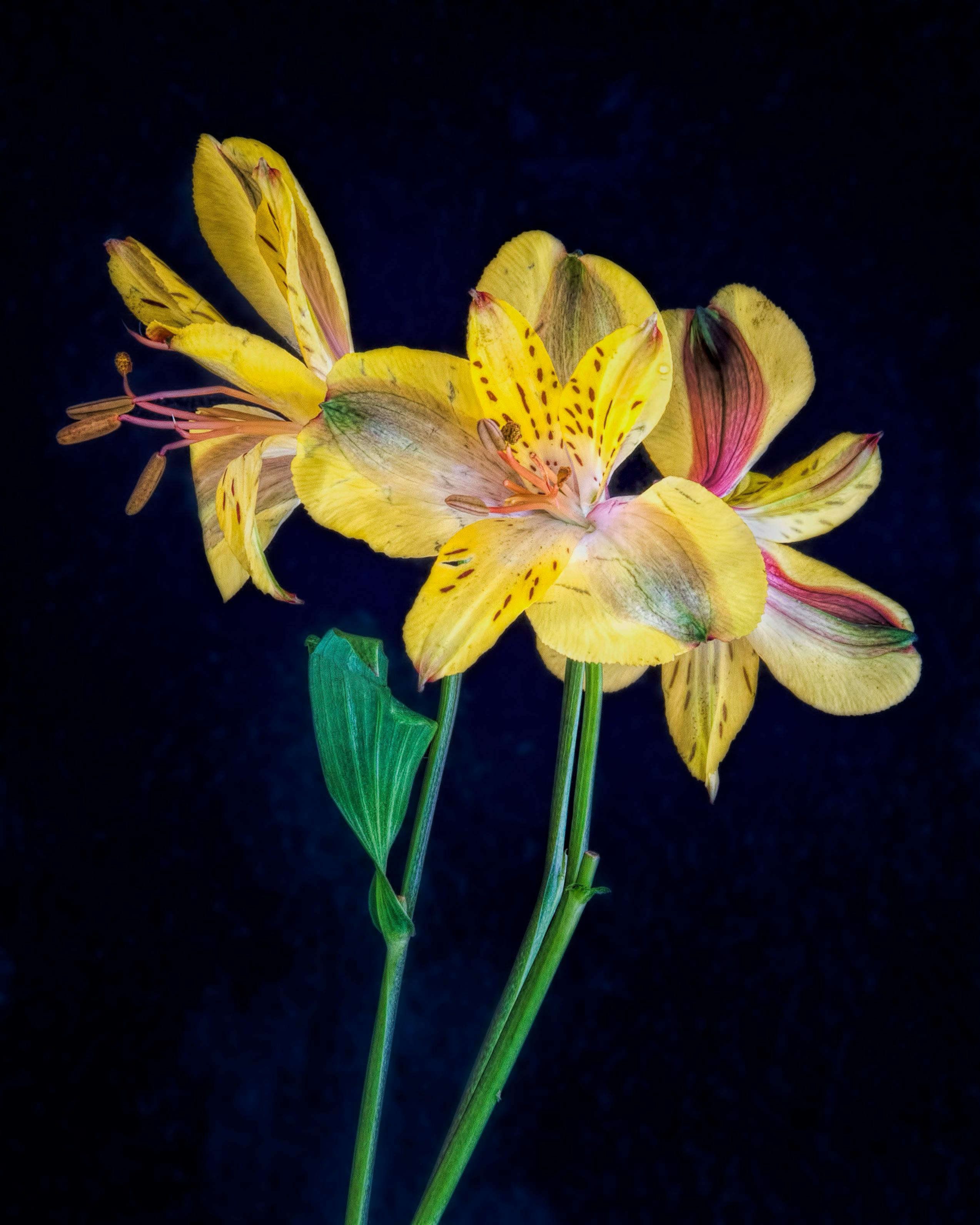 Free stock photo of flower, golden yellow, yellow