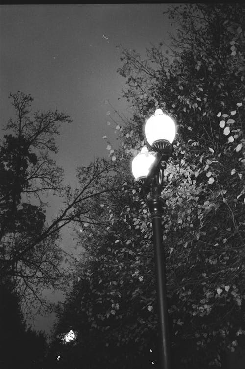 Бесплатное стоковое фото с вертикальный выстрел, деревья, ночь