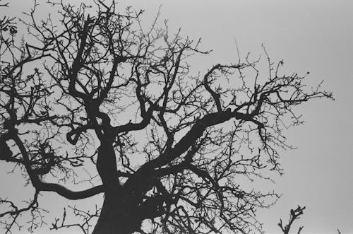 Photos gratuites de arbre nu, contre-plongée, échelle des gris