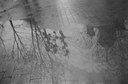 бесплатная Бесплатное стоковое фото с деревья, дождь, крупный план Стоковое фото