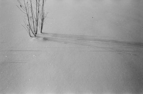 Ilmainen kuvapankkikuva tunnisteilla harmaasävyt, lehdetön, lumi