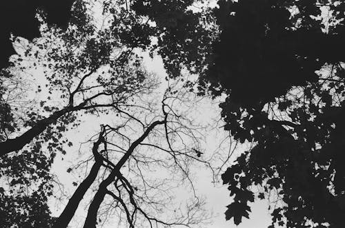 Imagine de stoc gratuită din alb-negru, arbori, direct mai jos