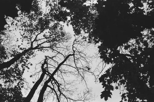 Free Black and white photo of trees viewed from below, creating a canopy effect. Stock Photo