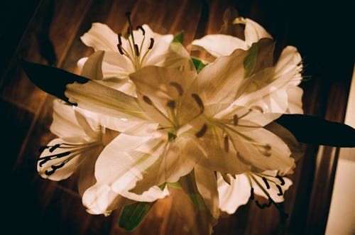 Imagine de stoc gratuită din a închide, delicat, floare albă