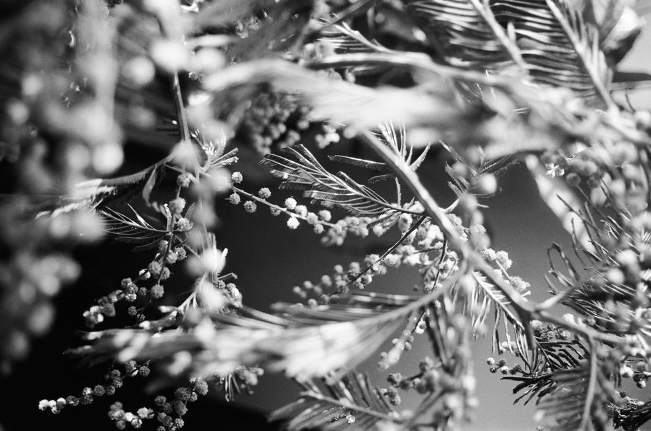 Artistic black and white close-up of fir tree branches, highlighting textures.