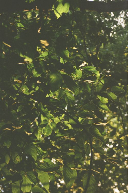 Free Sunlight filtering through a lush canopy of green leaves in a tranquil forest setting. Stock Photo