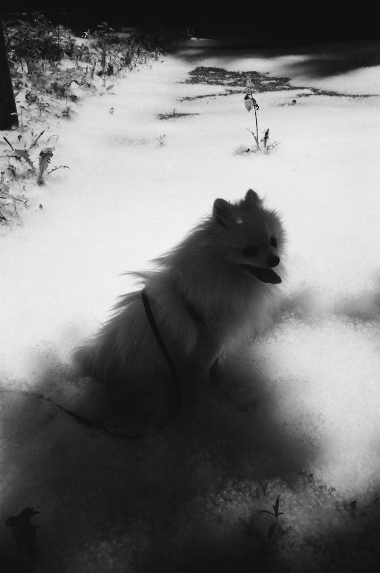 Fluffy Dog In Snowy Winter