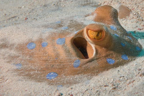 Close-Up Photo of a Bluespotted Stingray on the Sand