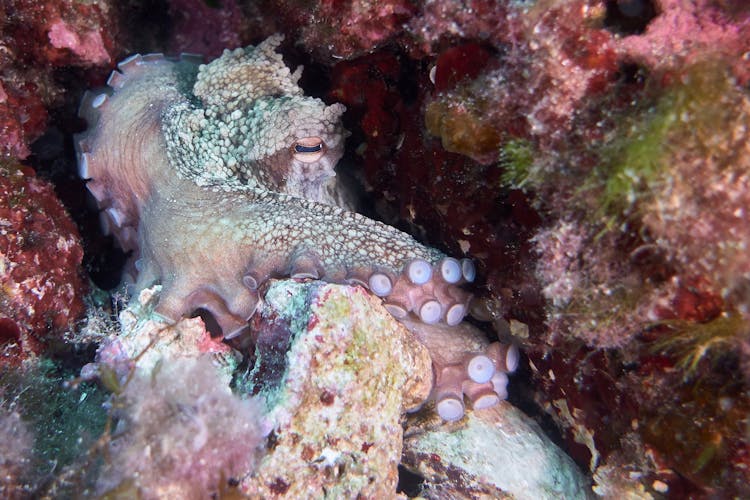 Close-Up Photo Of An Octopus Underwater