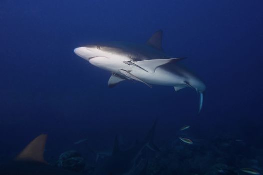 Close-up of a bull shark swimming in the deep blue ocean, showcasing marine wildlife.