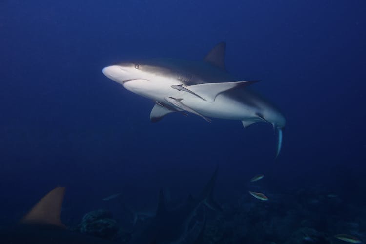 Photograph Of A Gray And White Bull Shark Swimming