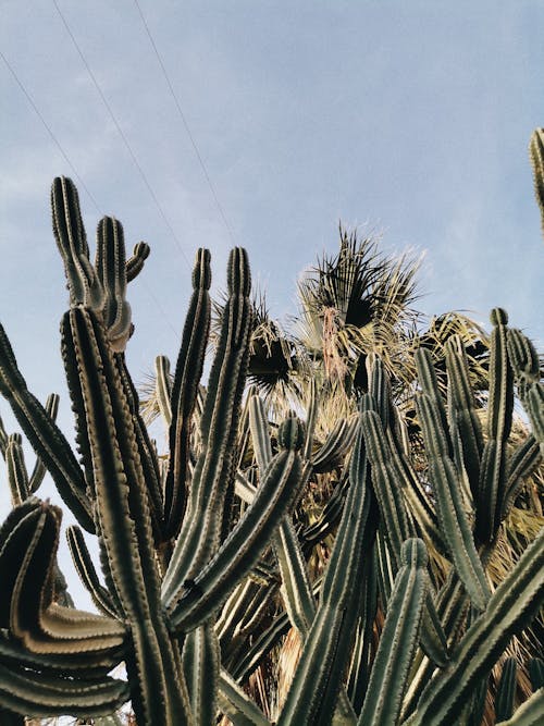 Low-Angle Shot of a Green Cacti Plants