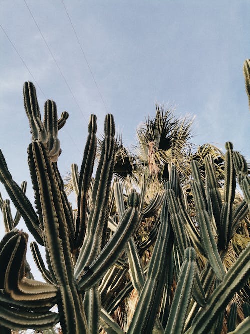 Foto profissional grátis de afiado, cacto, cactos