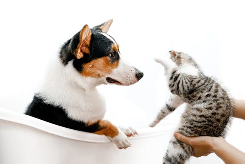 Photo of Cat and Dog