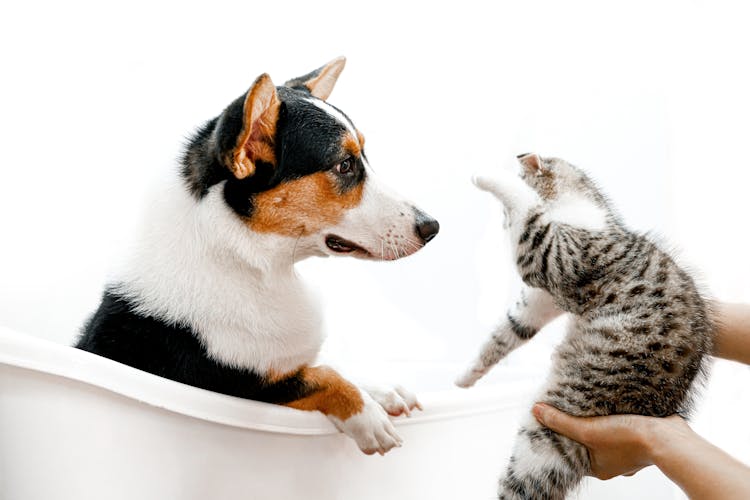 Photo Of Cat And Dog